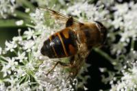 Eristalis tenax