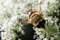 Eristalis tenax