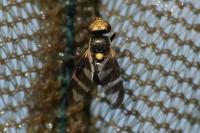 Urophora quadrifasciata