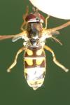 Melanostoma mellinum