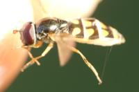 Melanostoma mellinum