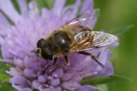 Eristalis tenax