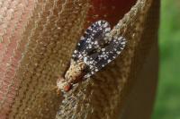Trypetoptera punctulata