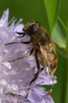 Eristalis tenax