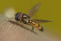 Melanostoma mellinum