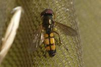Melanostoma mellinum