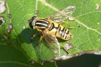 Helophilus pendulus