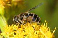 Eristalis arbustorum