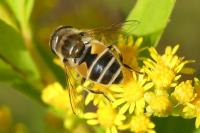 Eristalis arbustorum