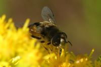 Eristalis arbustorum