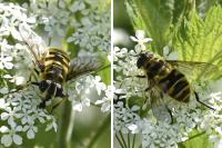 Myathropa florea