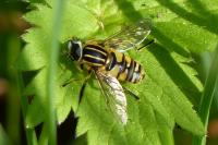 Helophilus pendulus