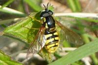 Chrysotoxum cautum