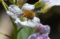 Bombylius major