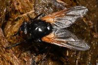 Mesembrina meridiana