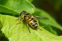 Myathropa florea