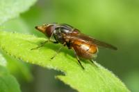Rhingia campestris