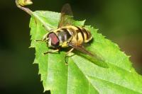 Myathropa florea