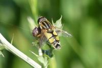 Helophilus trivittatus