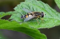 Helophilus trivittatus