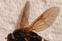 Coenomyia ferruginea