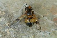 Volucella inflata