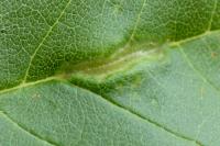 Dasineura fraxini