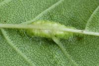 Dasineura fraxini