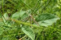Pedicia rivosa