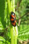 Microdon mutabilis/myrmicae