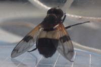 Volucella pellucens