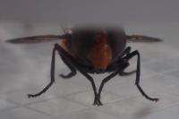 Volucella pellucens