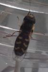 Scaeva pyrastri