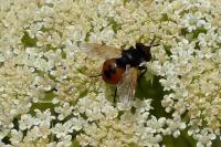 Gymnosoma