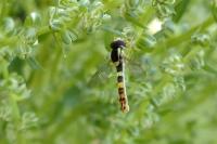 Sphaerophoria scripta