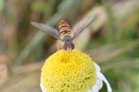 Episyrphus balteatus