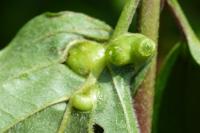 Craneiobia corni
