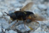 Stratiomys potamida