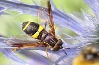 Chrysotoxum bicinctum
