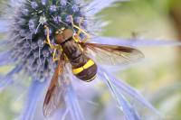 Chrysotoxum bicinctum