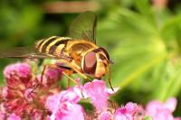Eupeodes corollae