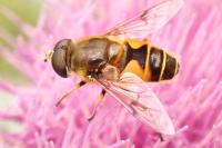Eristalis horticola