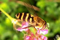 Eupeodes corollae
