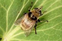 Merodon equestris