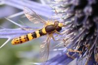 Sphaerophoria scripta