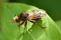 Sicus