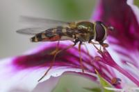 Lapposyrphus lapponicus