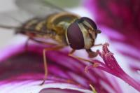 Lapposyrphus lapponicus