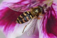 Lapposyrphus lapponicus