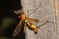 Ctenophora ornata